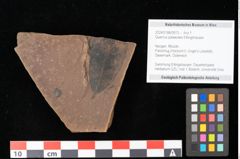 Foto (Objekt + Etikett) von Quercus palaeoilex Ettingshausen (NHMW-GEO-2024-0188-0913)